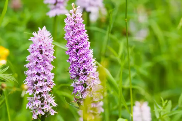 Common Spotted Orchid (Dactylorhiza fuchsii). Getty Images