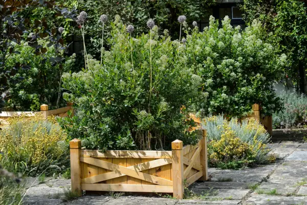 Escallonia growing in a large planter