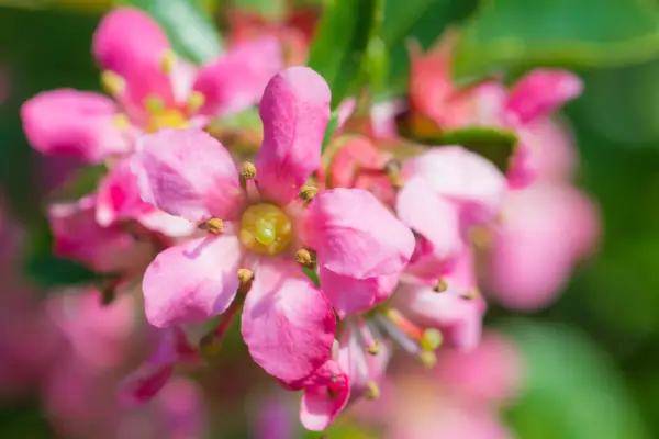 Pink escallonia flowers