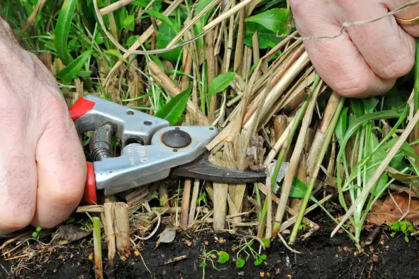 Cutting back a deciduous grass