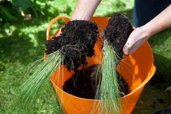 Dividing Nassella tenuissima