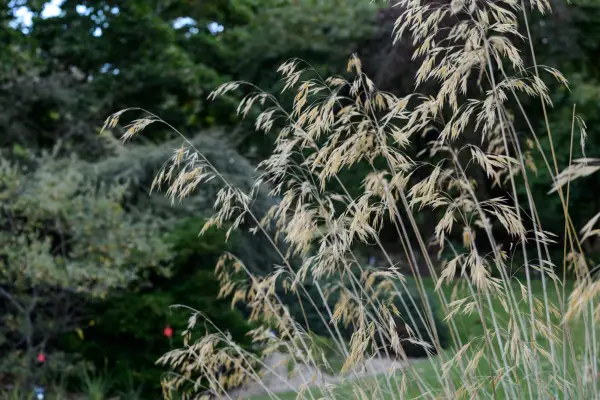 Stipa gigantea