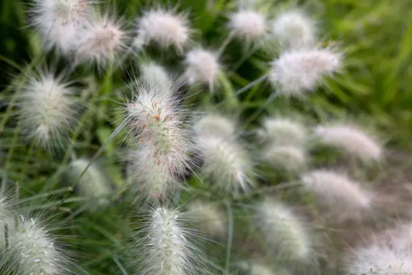Pennisetum villosum
