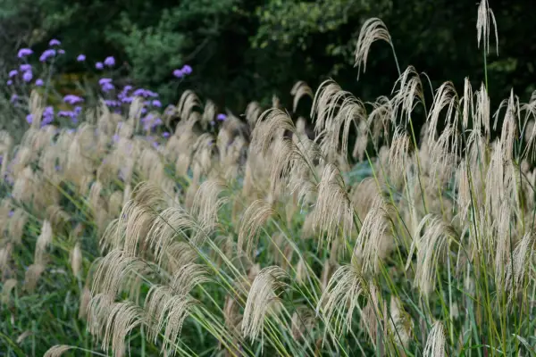 Graceful arching seedheads of Miscanthus nepalensis