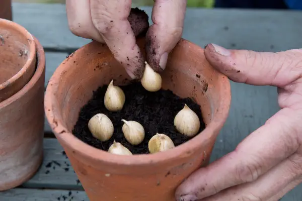 Planting iris bulbs in the pots