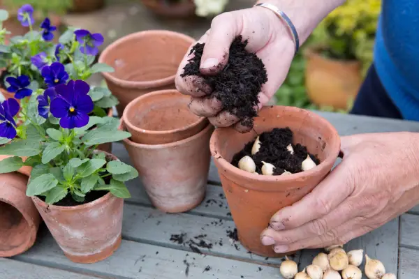 Covering the iris bulbs with compost