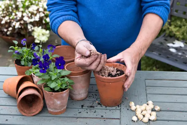 Covering the compost with grit