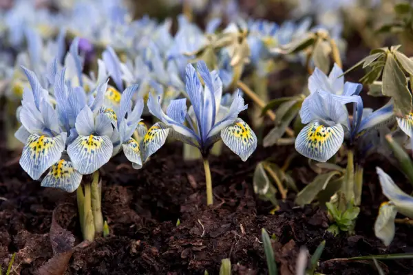 iris-reticulata-katharine-hodgkin-5