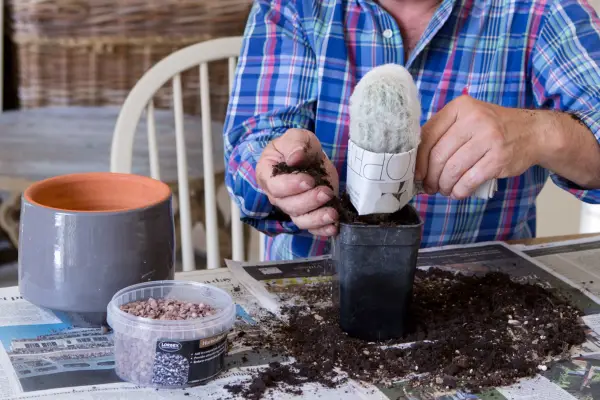 Repotting potting on cactus Espostoa melanostele