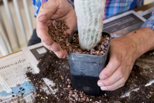 Repotting potting on cactus Espostoa melanostele