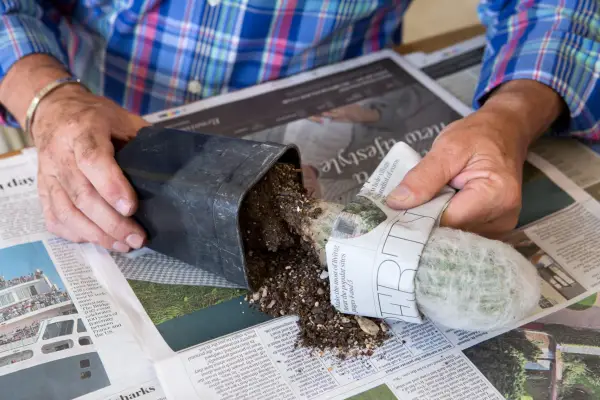 Jak repotovat rostliny kaktusu