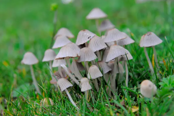 Fairy rings mushrooms
