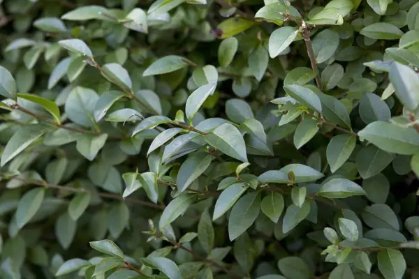 Partida de Lugar com a poda dura?