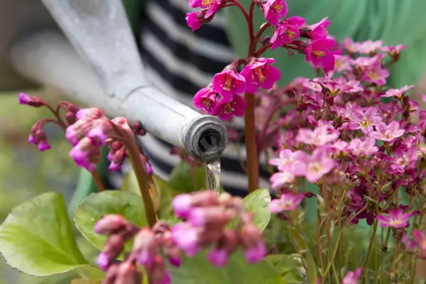 Watering the display