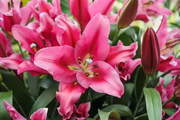 Pink lilies in flower