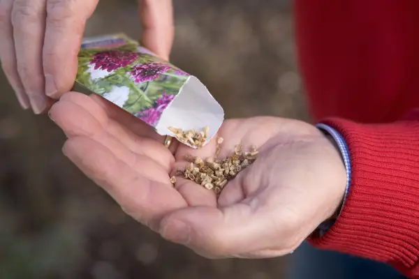 Sowing flower seeds from a packet
