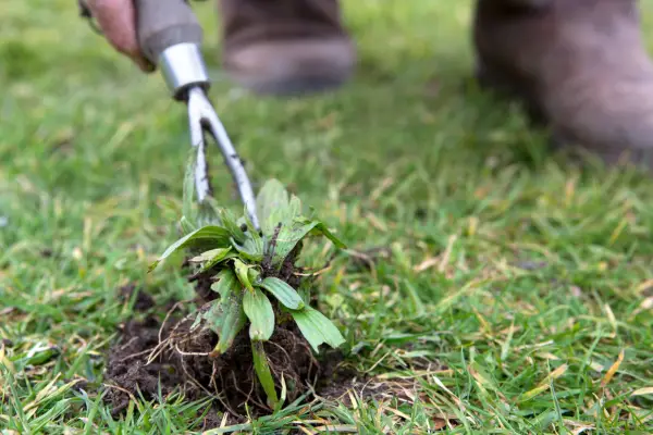 Dig out lawn weeds