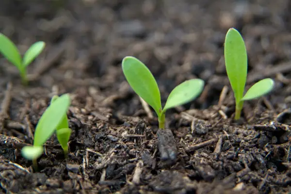 Flower seedlings germinating