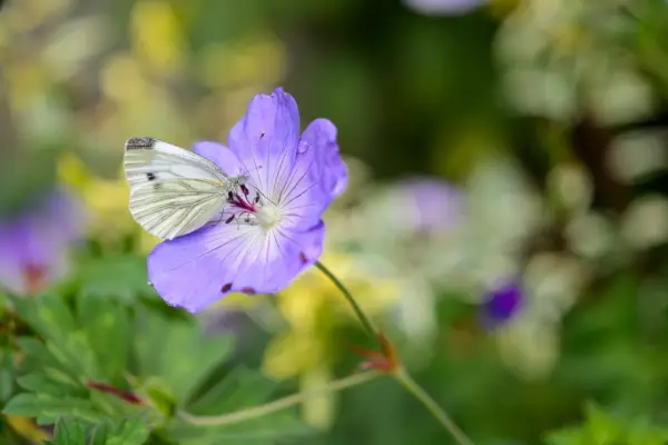 White butterfly on Geranium Rozanne