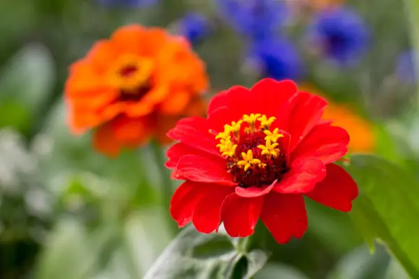 Zinnia flowers, grown from seed