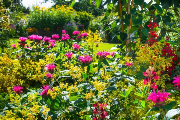 קבל גינה יפה במהירות