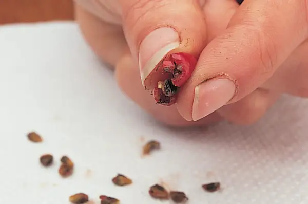 Squashing the seed out of the berry