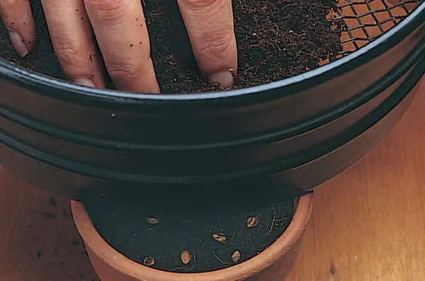 Sprinkling compost over the seeds