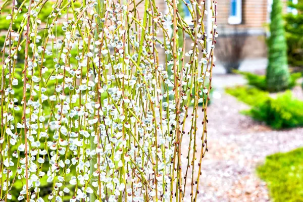 Pussy willow tree planted near a garden path