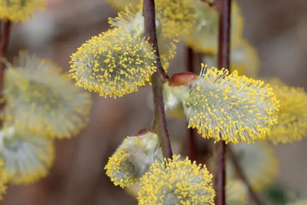 How to grow pussy willow - Salix caprea 