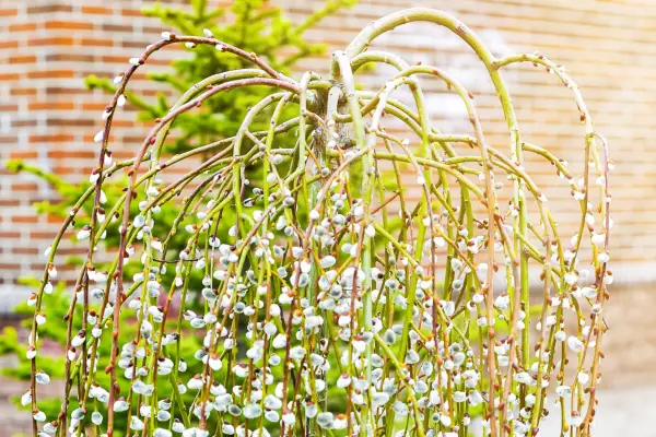 Hvordan dyrke fitte Willow