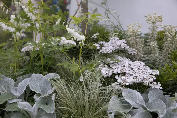 Senecio candidans Angel Wings The Macmillan Legacy Garden Designer Gary Bristow border plant combo combination 090519 09052019 09/05/19 09/05/2019 9 9th May 2019 Spring RHS Malvern Spring Festival Three Counties Showground Malvern Worcester photographer Sarah Cuttle