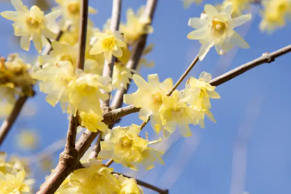 Como cultivar Winterweet (Chimonanthus)