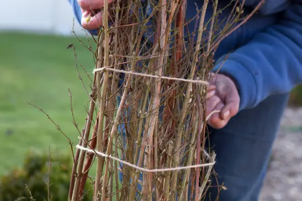 Tying in the branches with strong twine