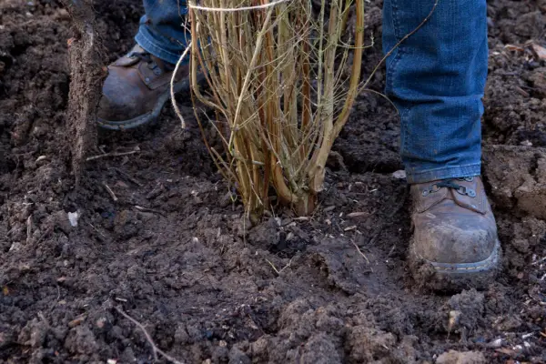 Positioning the shrub and firming in