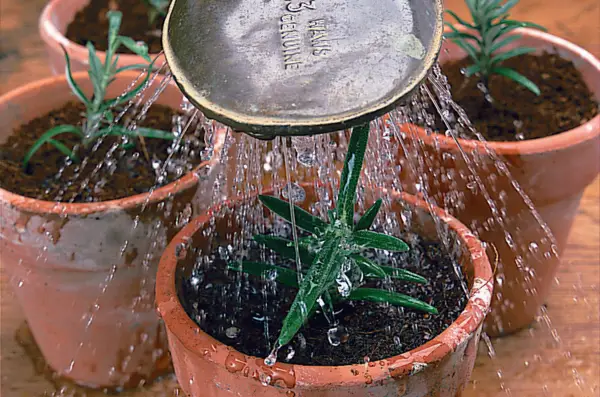 Comment prendre des boutures de romarin