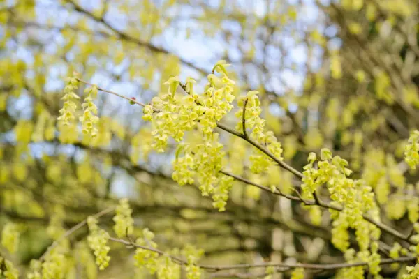 Fragrant winter hazel, Corylopsis glabrescens