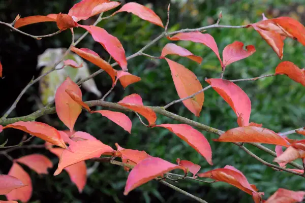 Deciduous camellia, Stewartia pseudocamellia