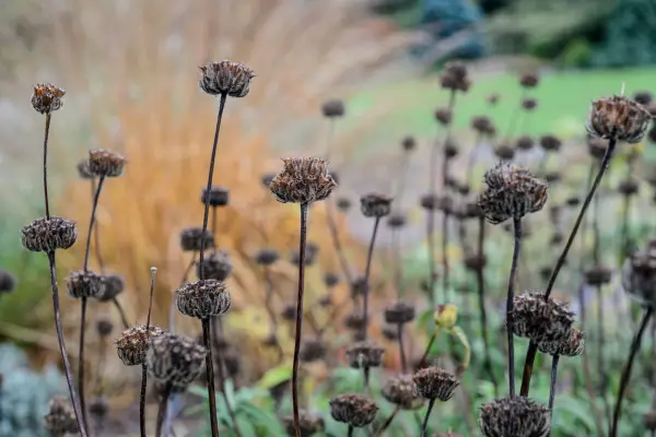 Phlomis seedheads in winter