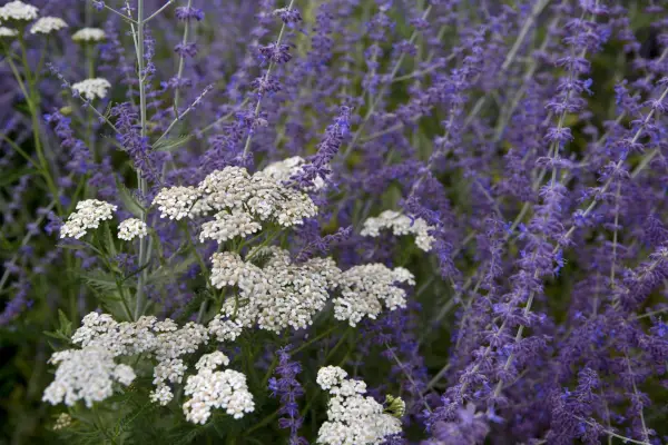 Perovskia growing with achillea