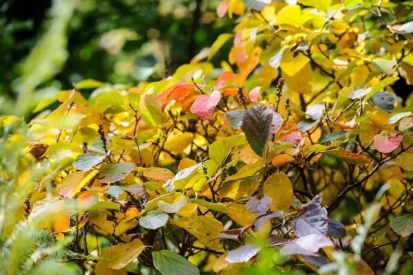 Fothergilla monticola