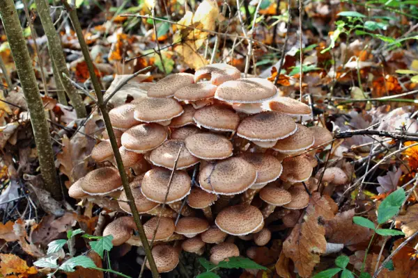 Honey fungus toadstools (Armillaria mellea)