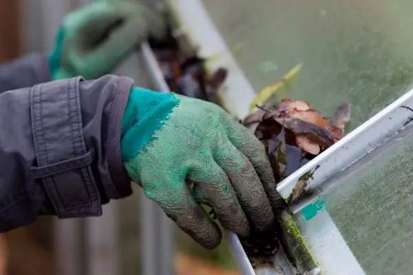 Removing leaves from greenhouse guttering.