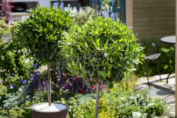 Evergreen trees: bay tree, Laurus nobilis