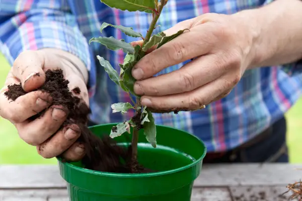 Semi-ripe cuttings of bay