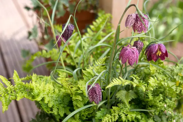 Snakes head fritillary growing in a container