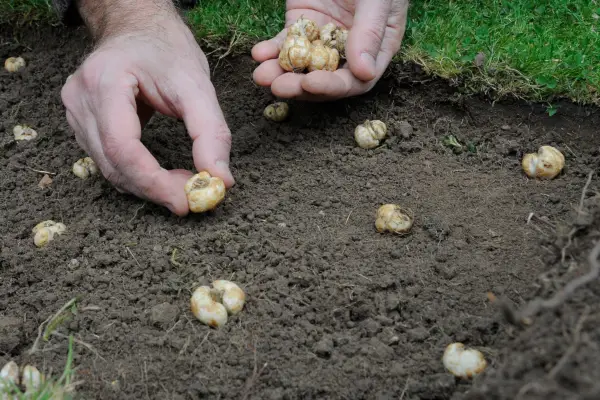 Planting fritillary bulbs underneath turf