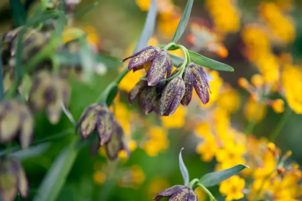 Fritillaria affinis