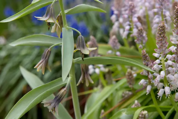 Fritillaria sewerzowii