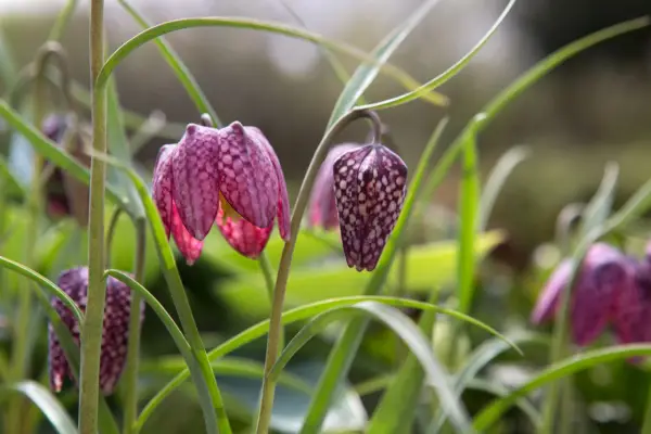Fritillaria
