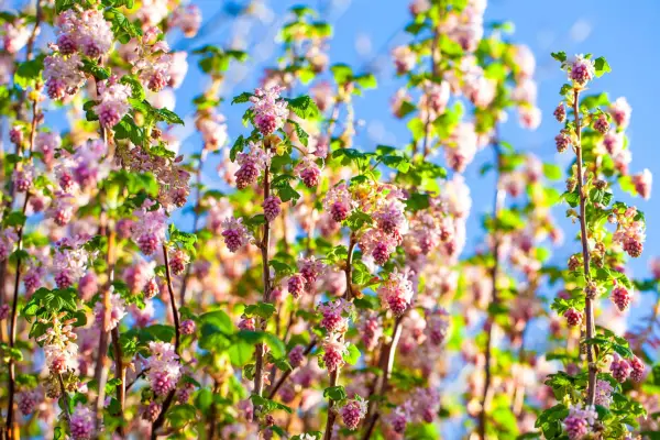 Flowering currant against a blue sky
